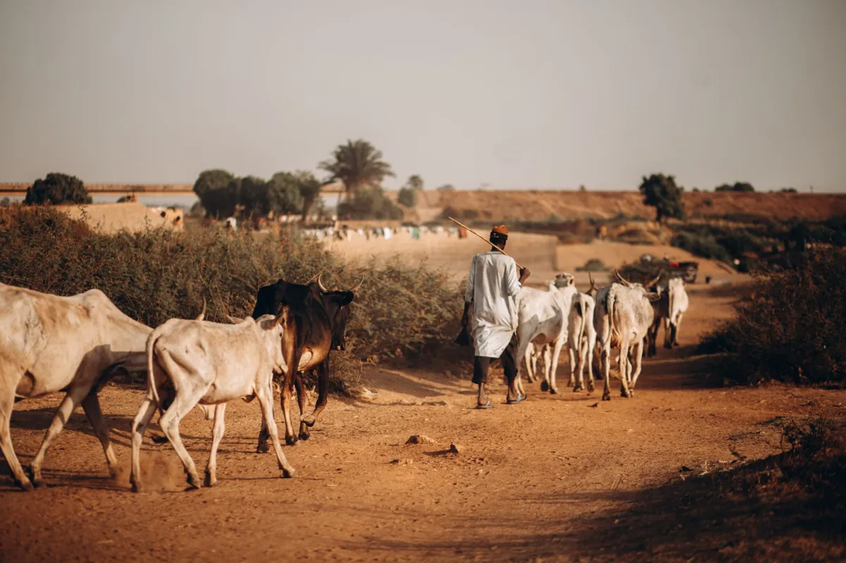 Adaptation climatique au Sahel