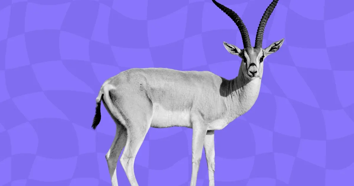 A gazelle in the Sahel, evoking opportunities in the region