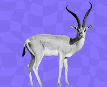 A gazelle in the Sahel, evoking opportunities in the region