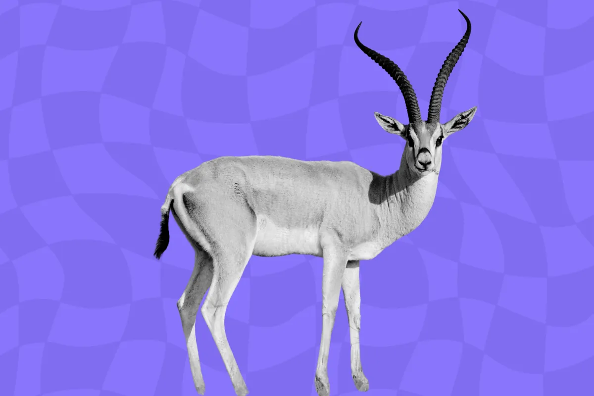 Une gazelle au Sahel, évoquant les opportunités de la région